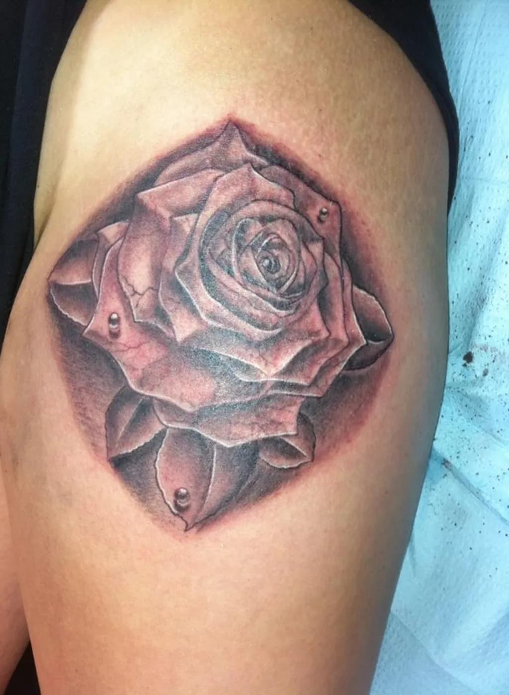 Dewkissed Rose