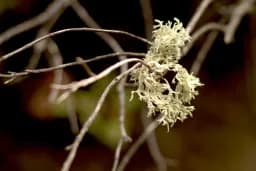 Lichen study