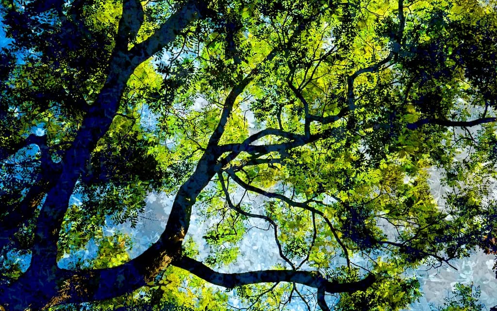 Looking Up