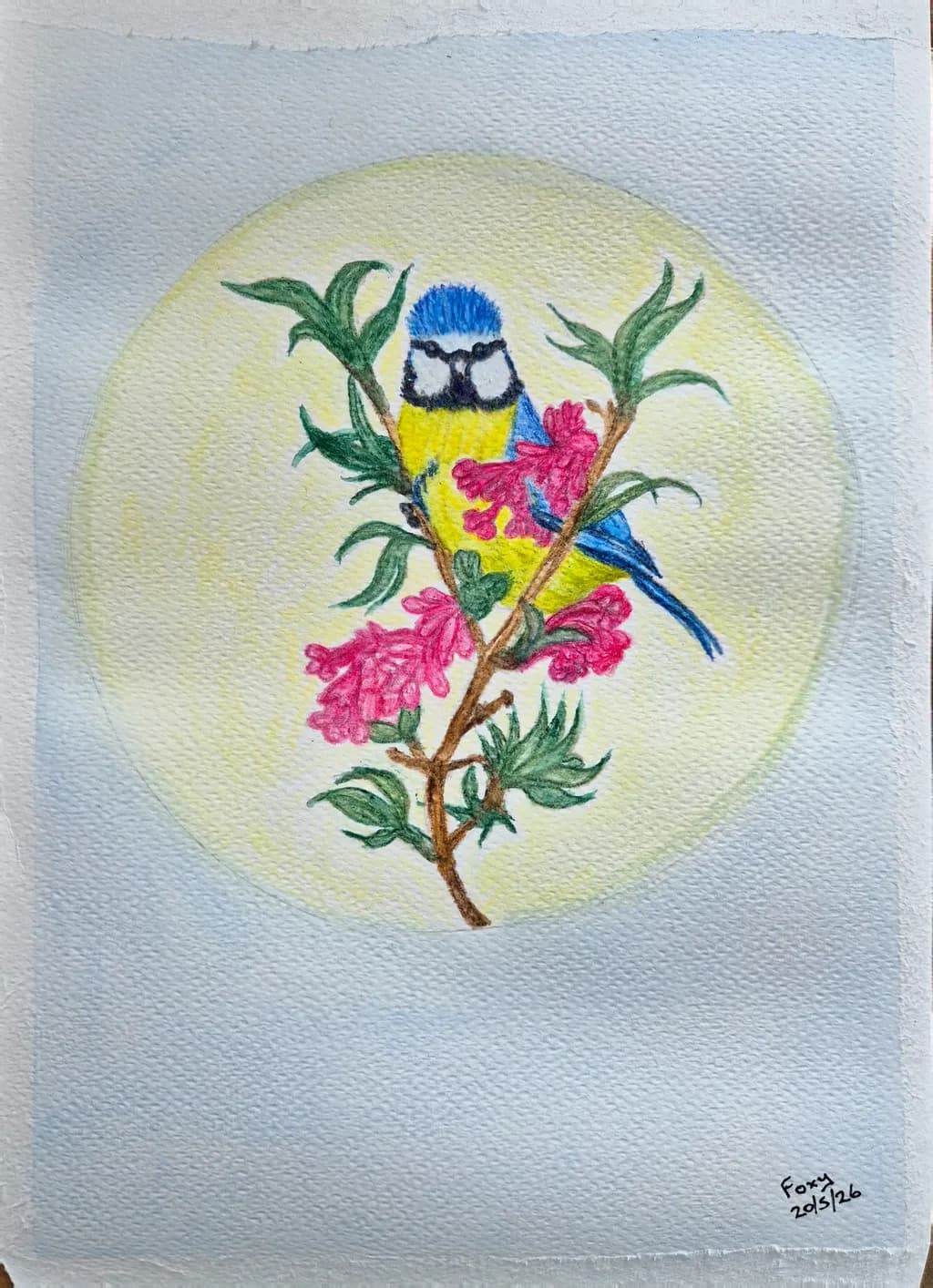 Bluetit Bloom