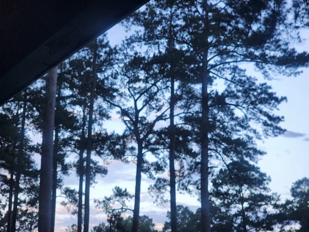 Evening Pines