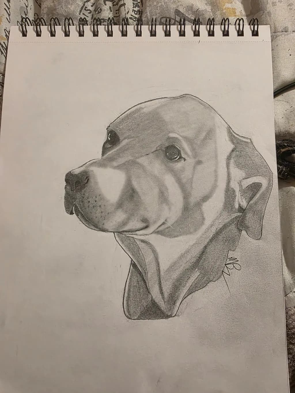 Contemplative Canine