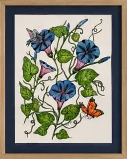Morning Glory Bloom