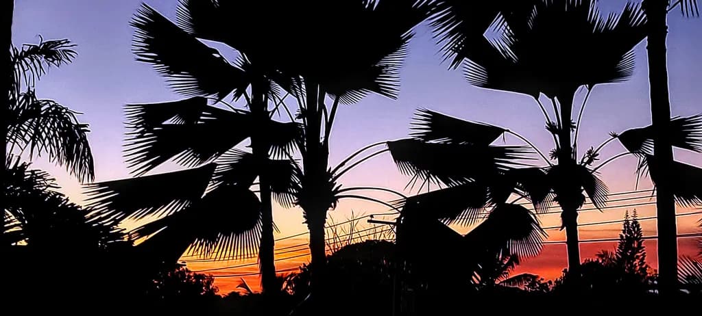 Tropical Dusk Silhouettes