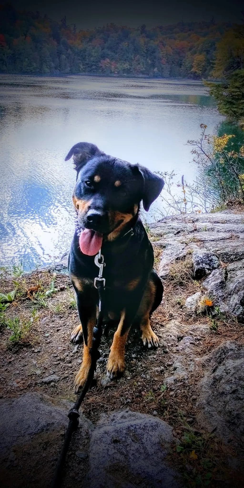Lakeside Companion