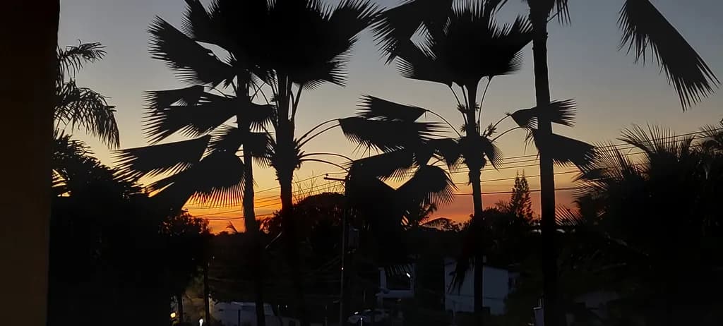 Tropical Dusk Silhouettes