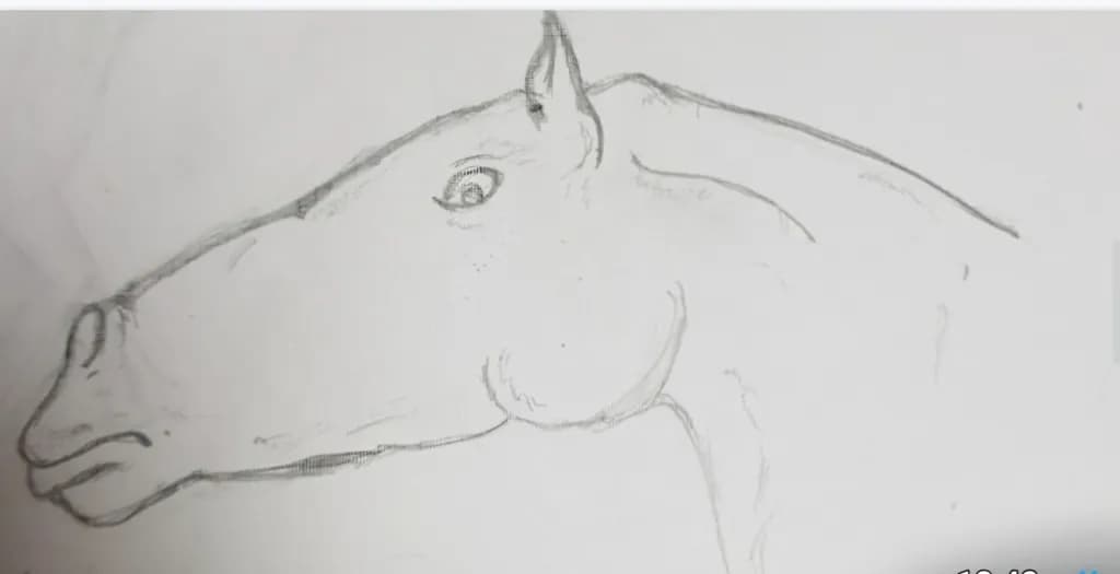 Horse Profile Sketch