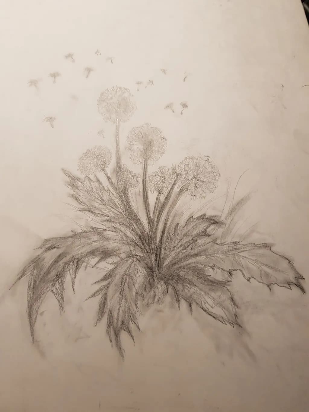 Dandelion Release