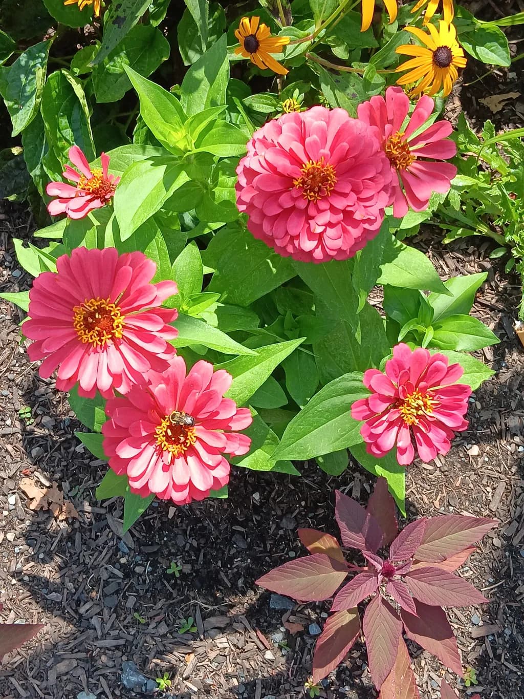 Pink Bloom Cluster
