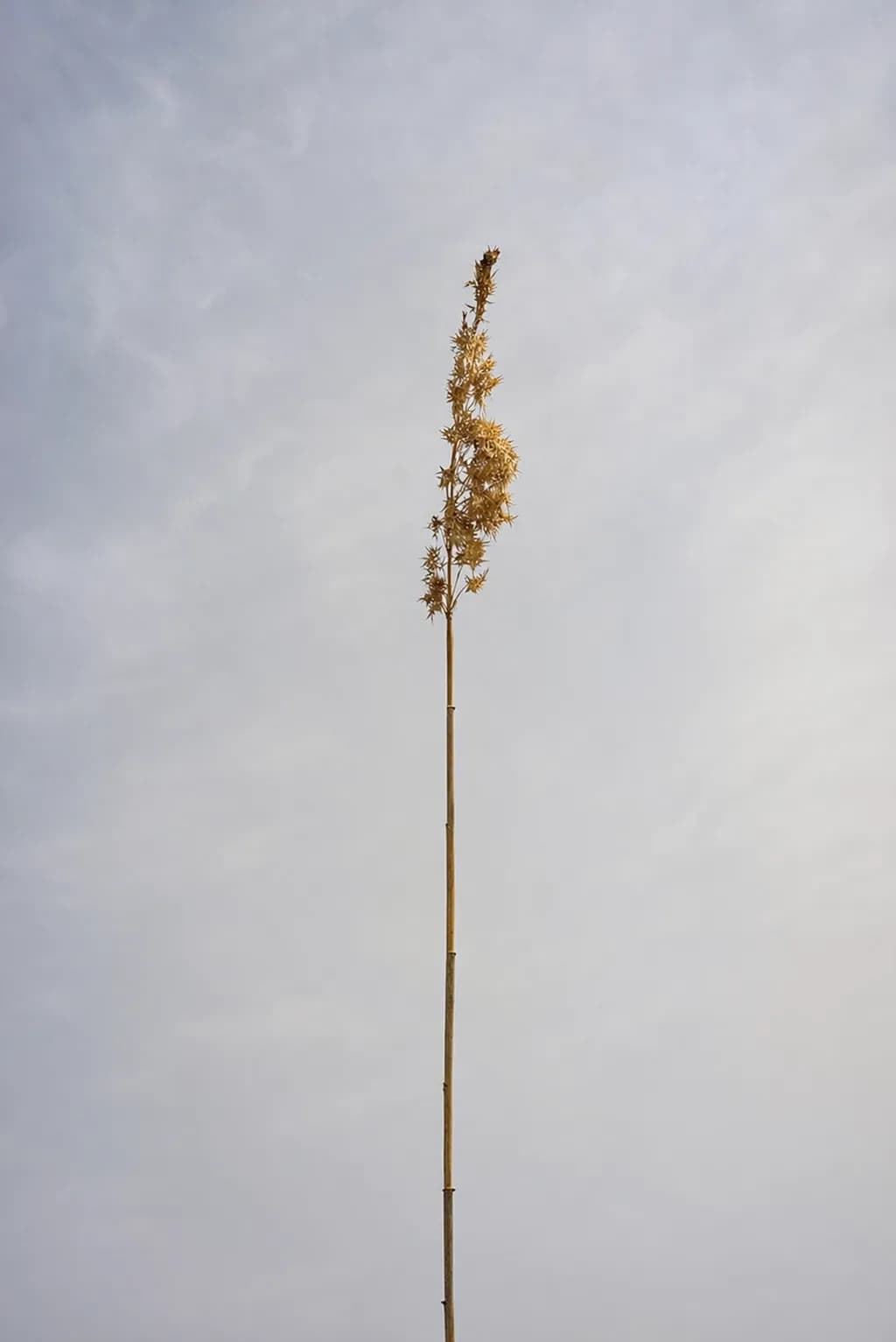 Solitary Reed