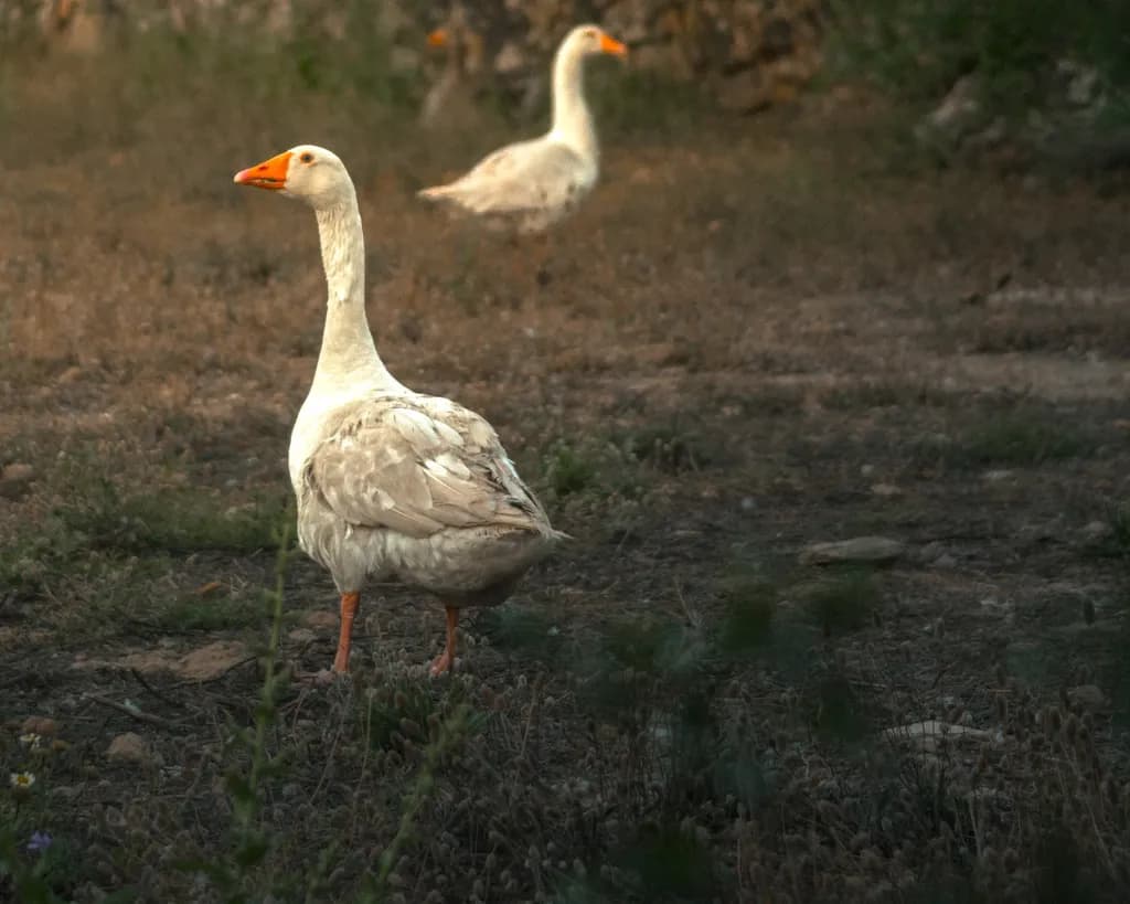 Seeing Goose