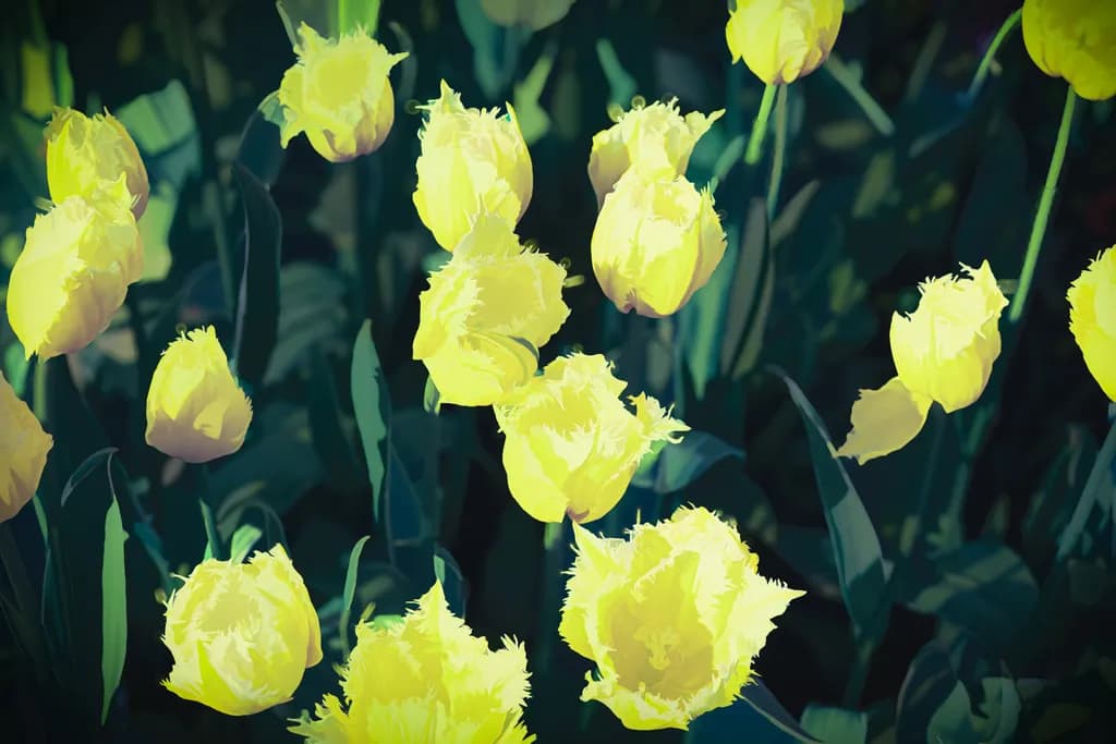 Yellow Tulip Cluster