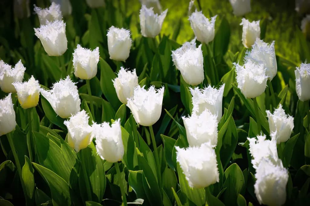 White Tulip Field