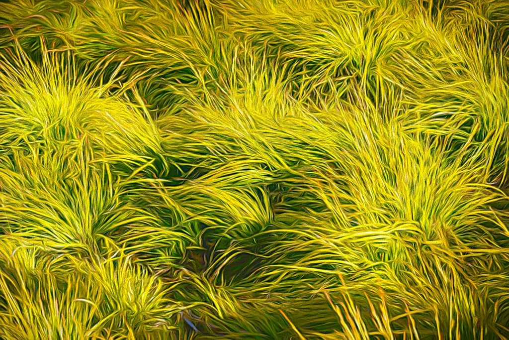 Golden Grasses Flow
