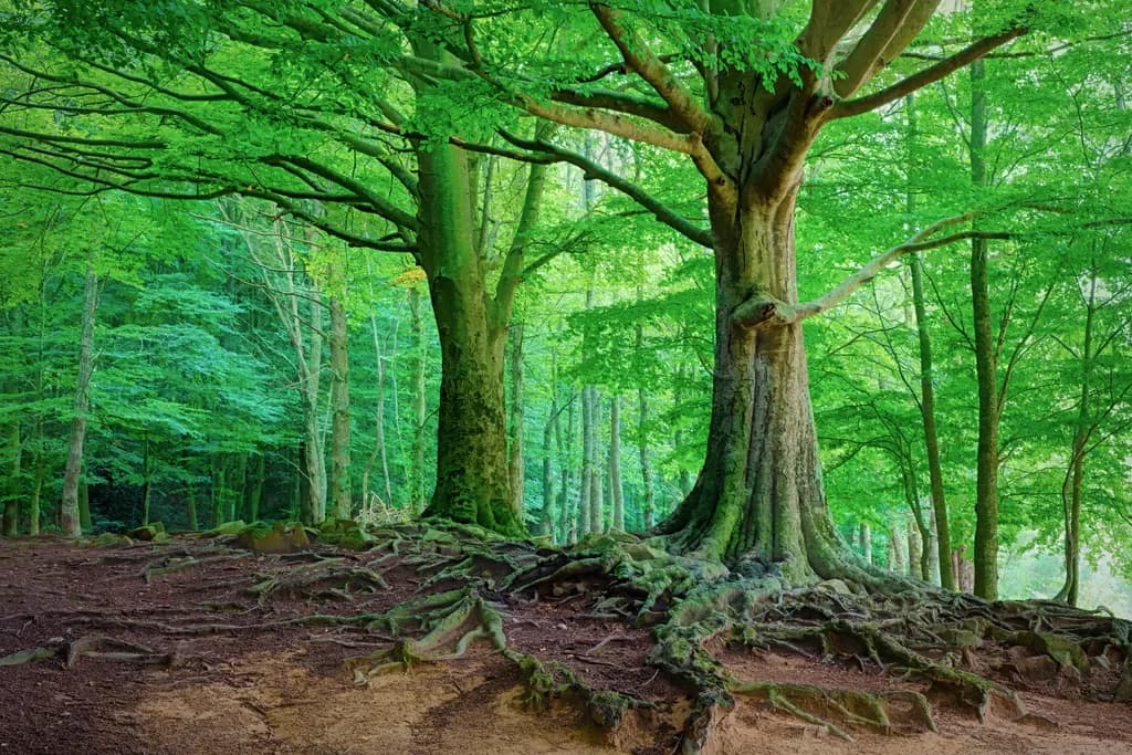 Forest Trees and Roots