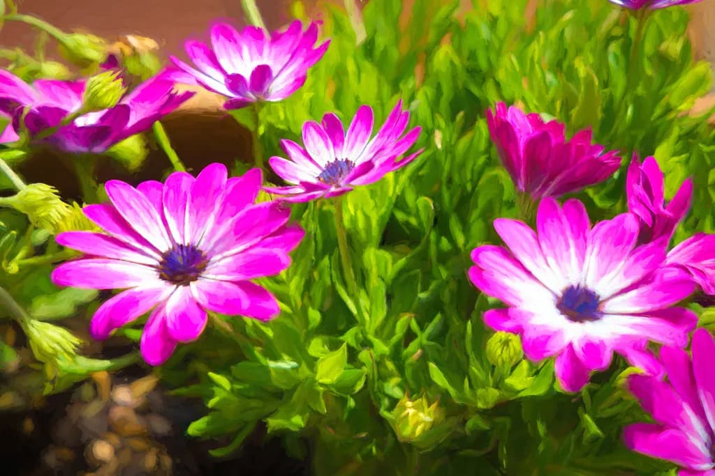 Pink Radiance