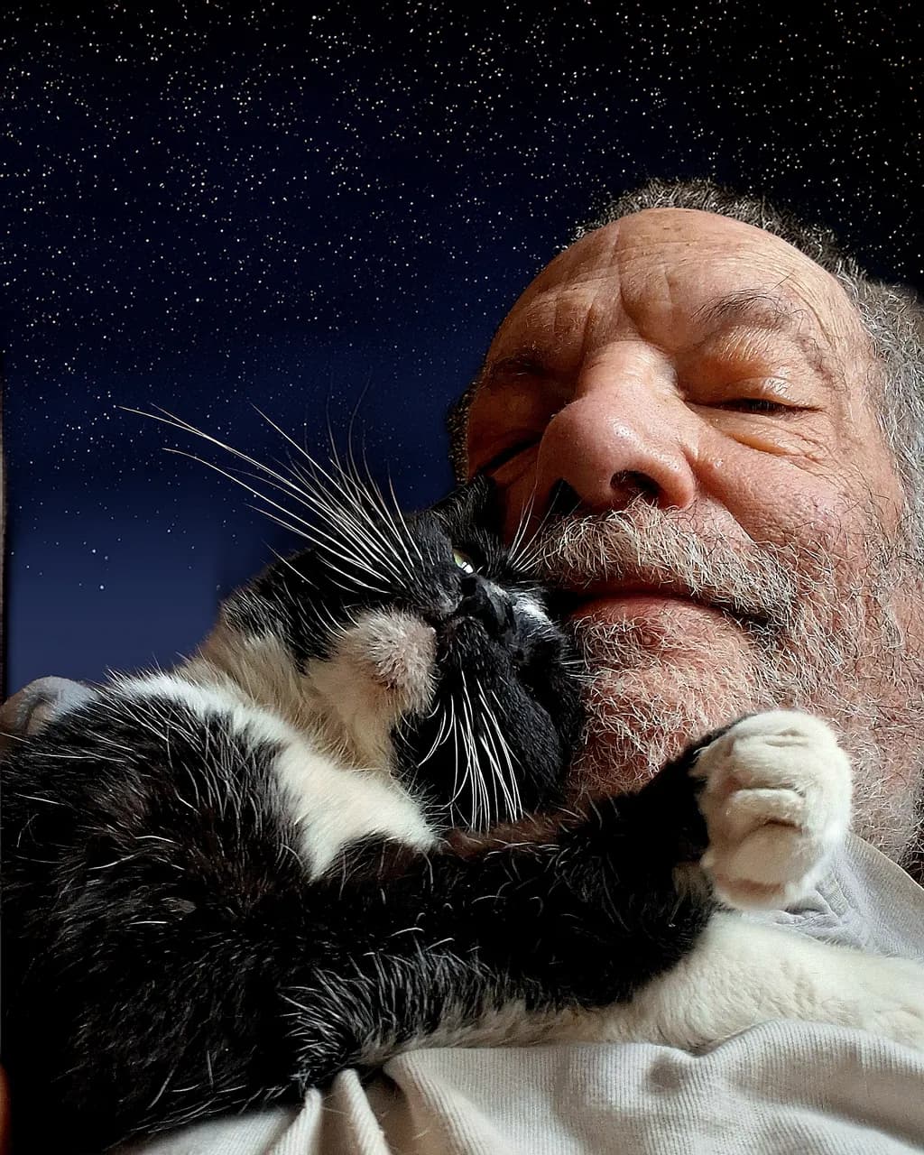 Cat Companion