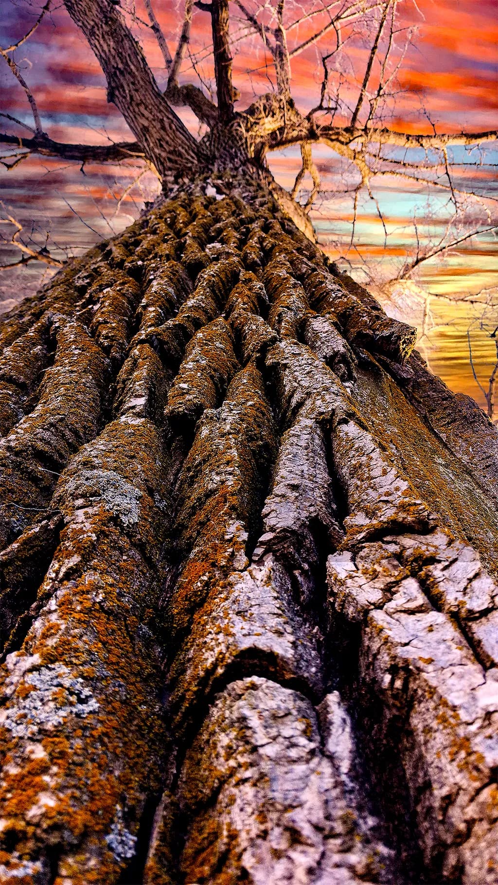 Ancient Bark