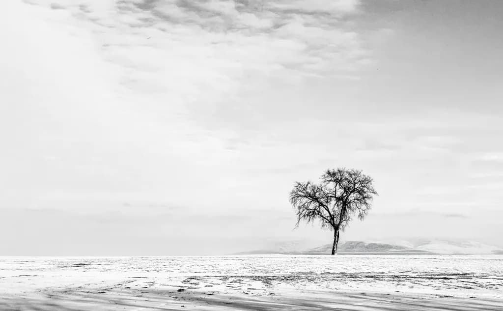 Solitary Winter Tree