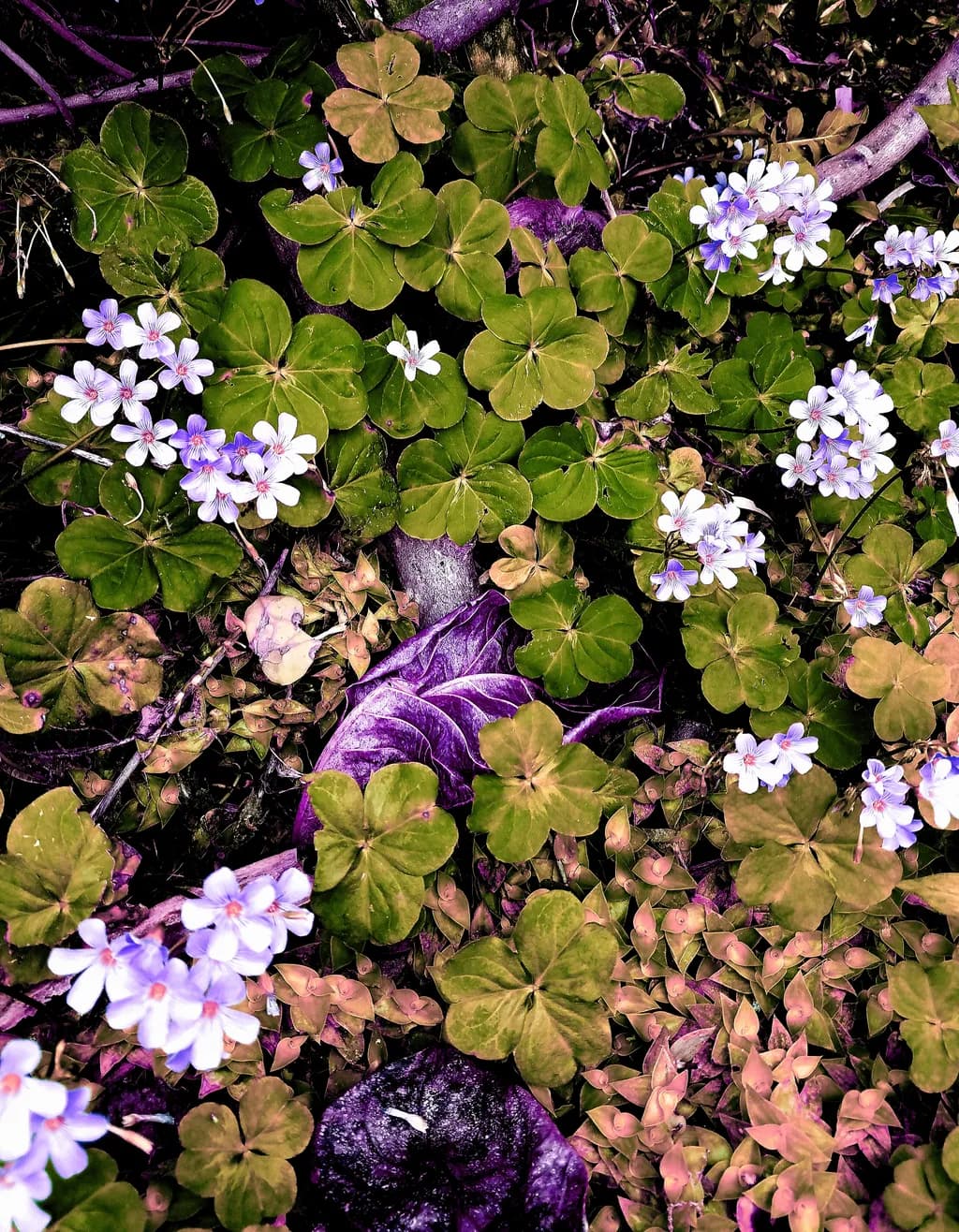 Forest Floor Mosaic