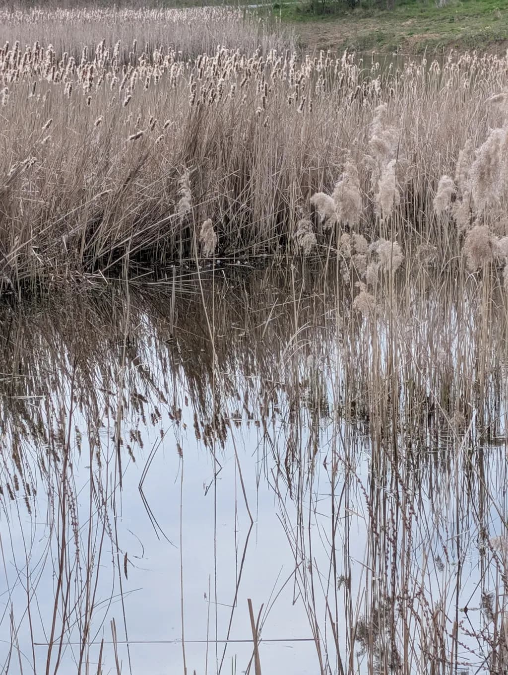 Reed Reflections