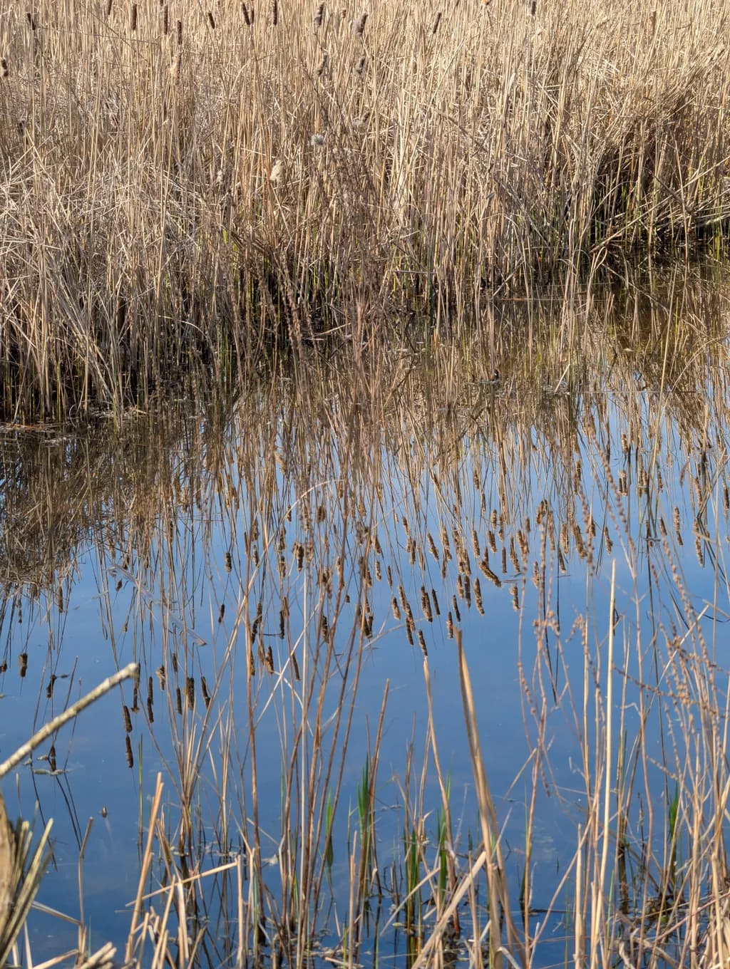 Marsh Reflection