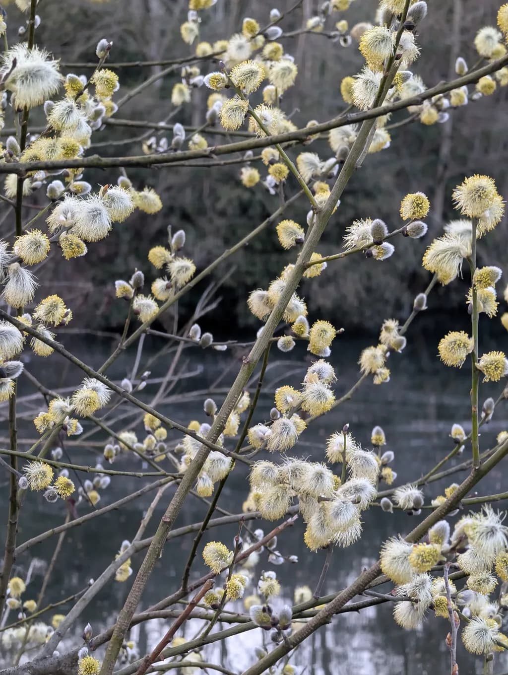 Willow Blossoms