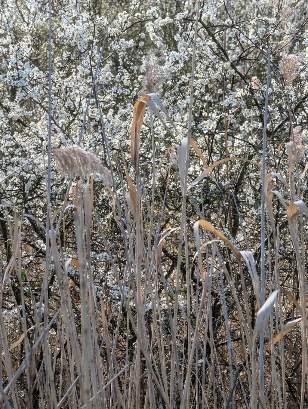 Winter Thickets