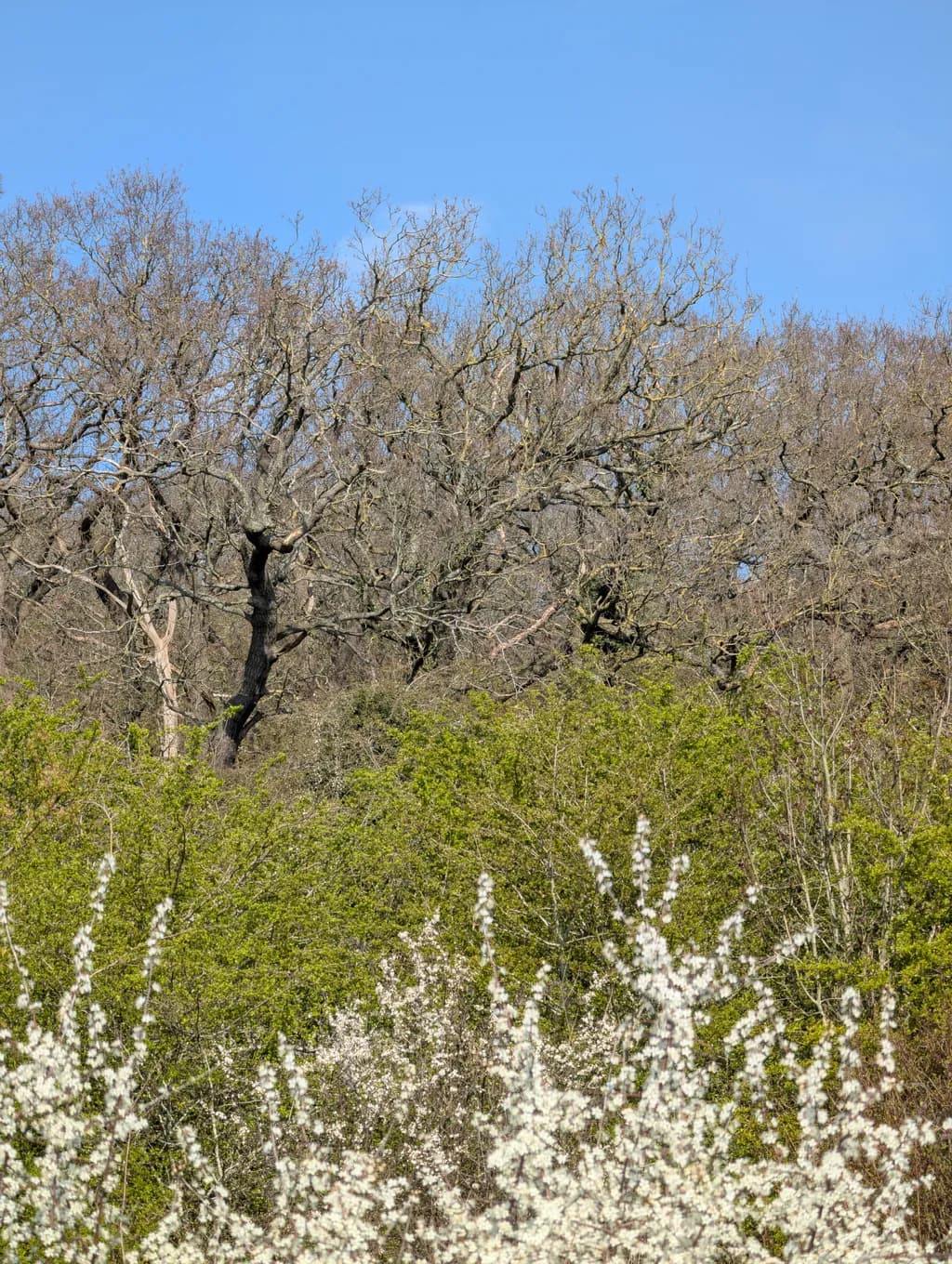 Spring Canopy Layers