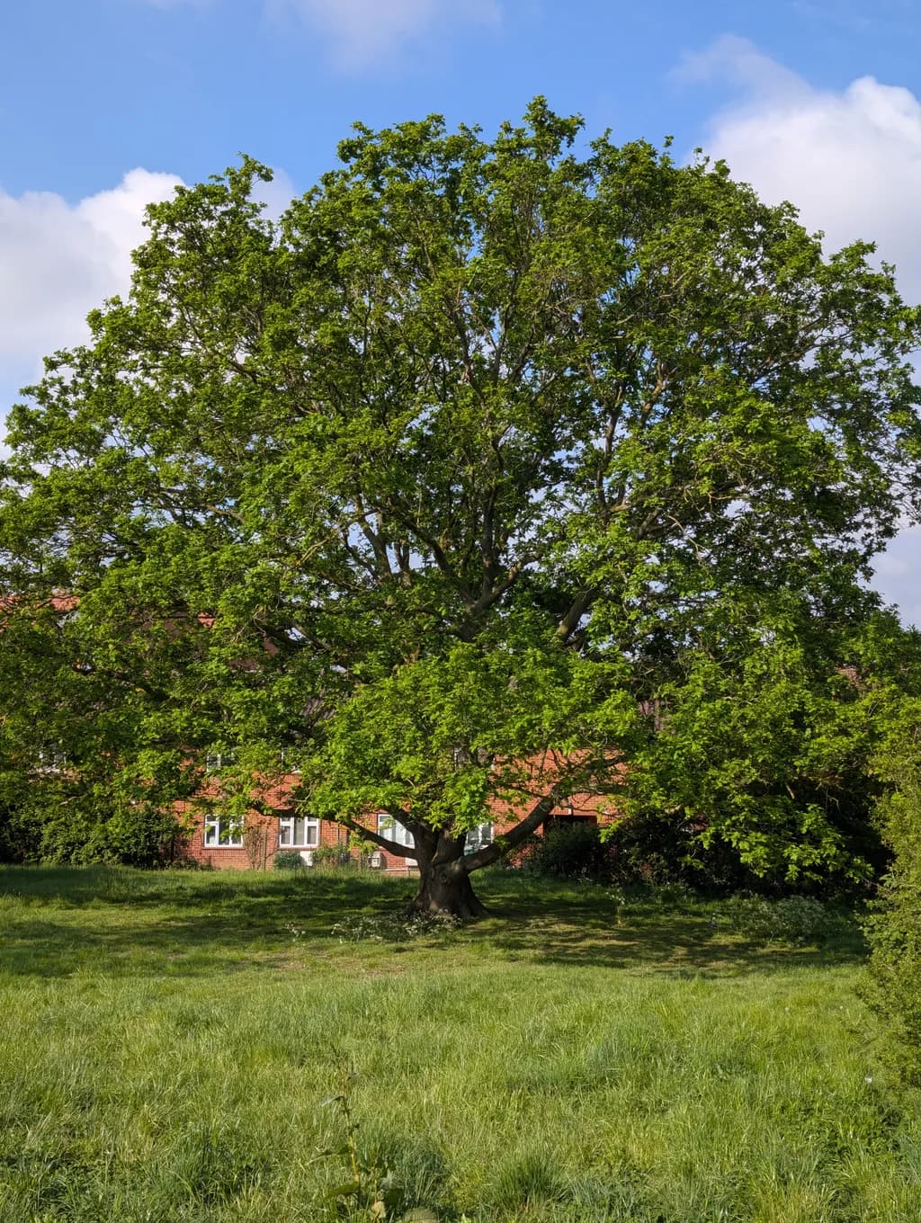 Lush Oak Haven