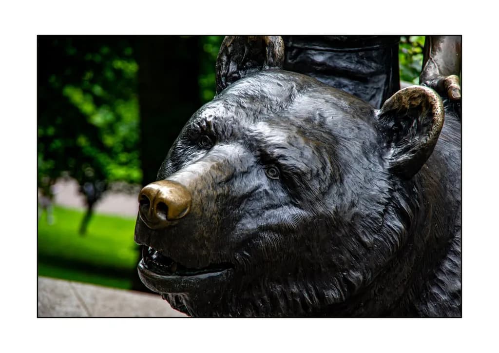 Bronze Bear Gaze