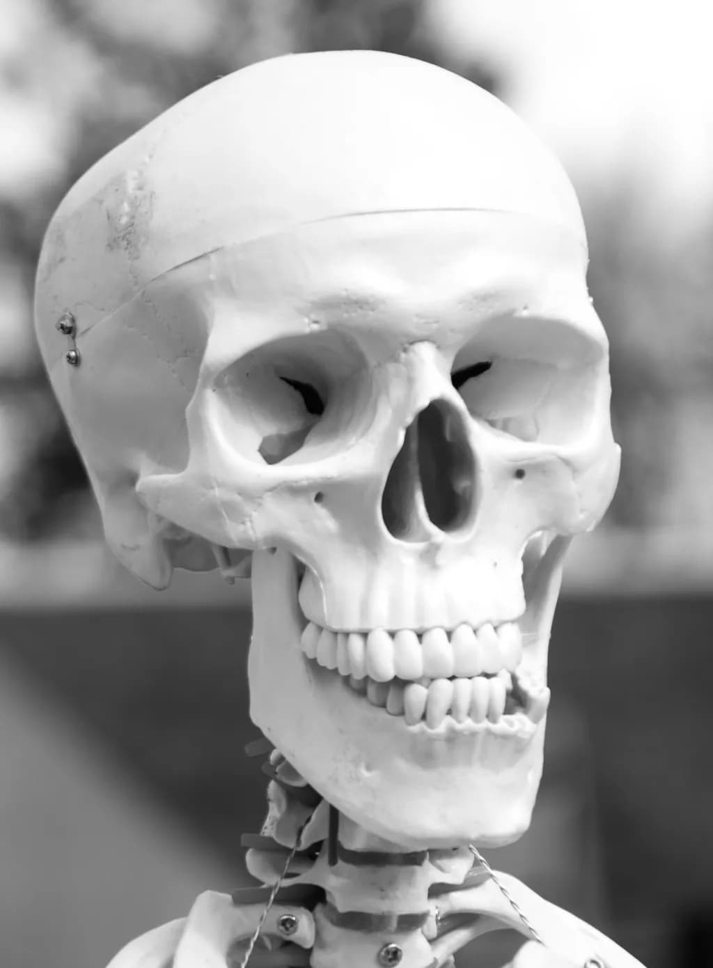 Anatomy in Monochrome