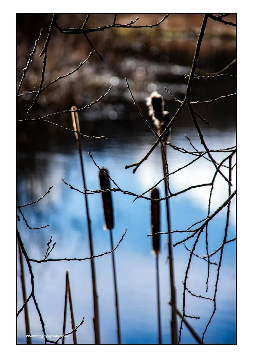 Cattails Through Branches
