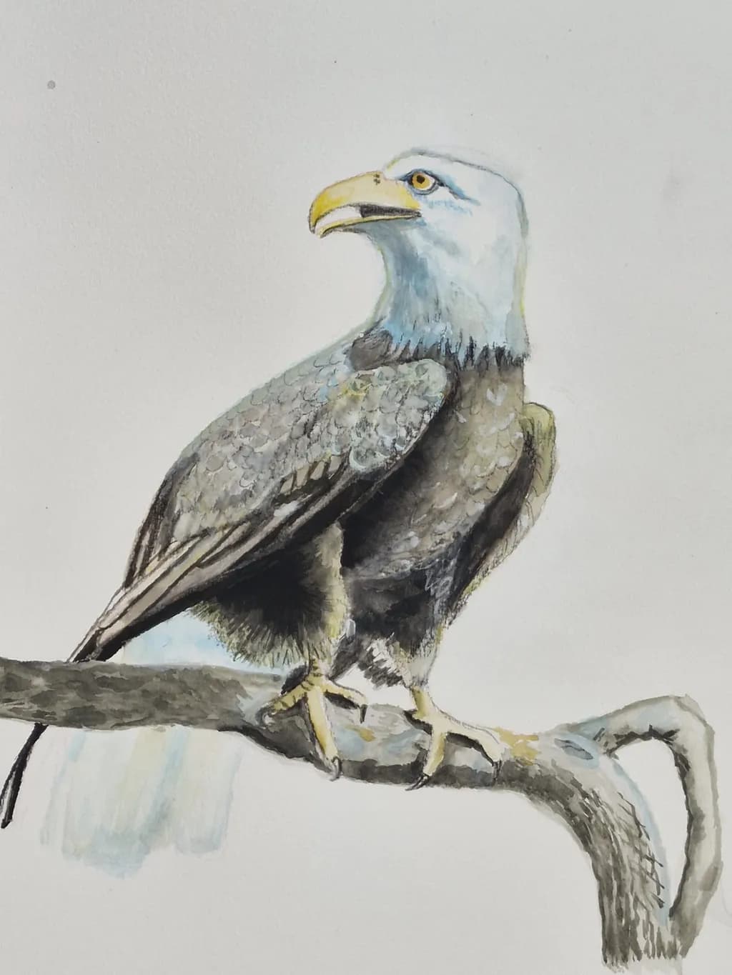 Perched Majesty