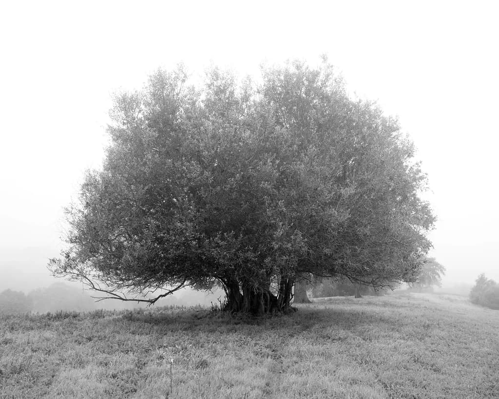 Silent Grove