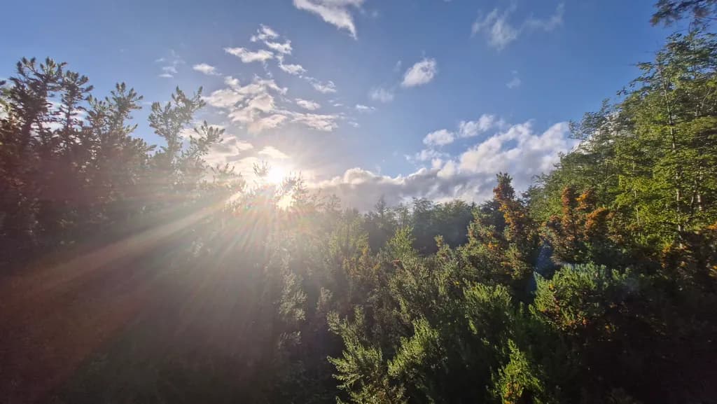 Sunlit Thicket