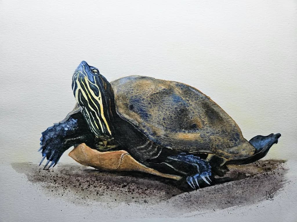 Striped Snapper Turtle