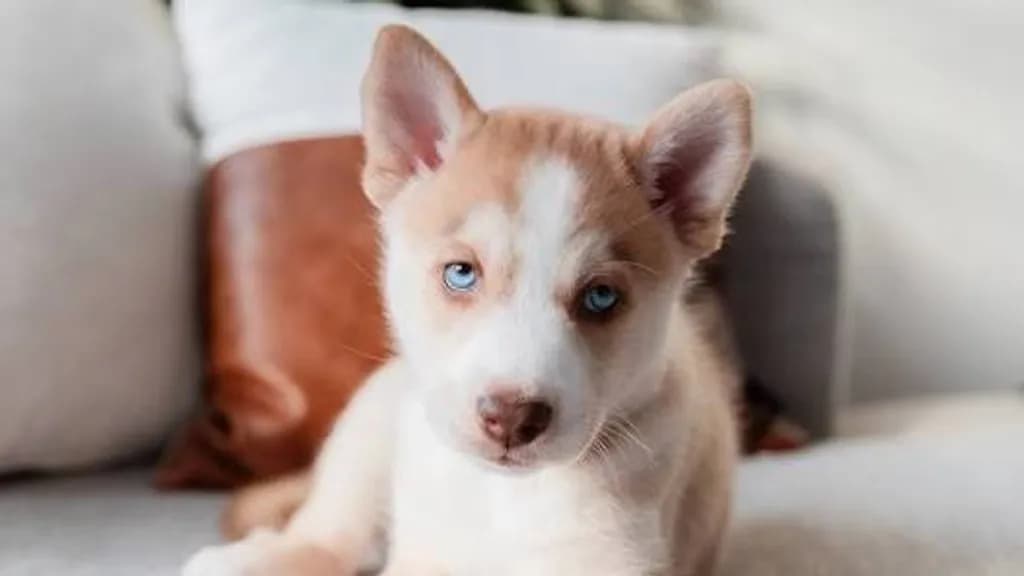 Blue Eyed Husky Puppy
