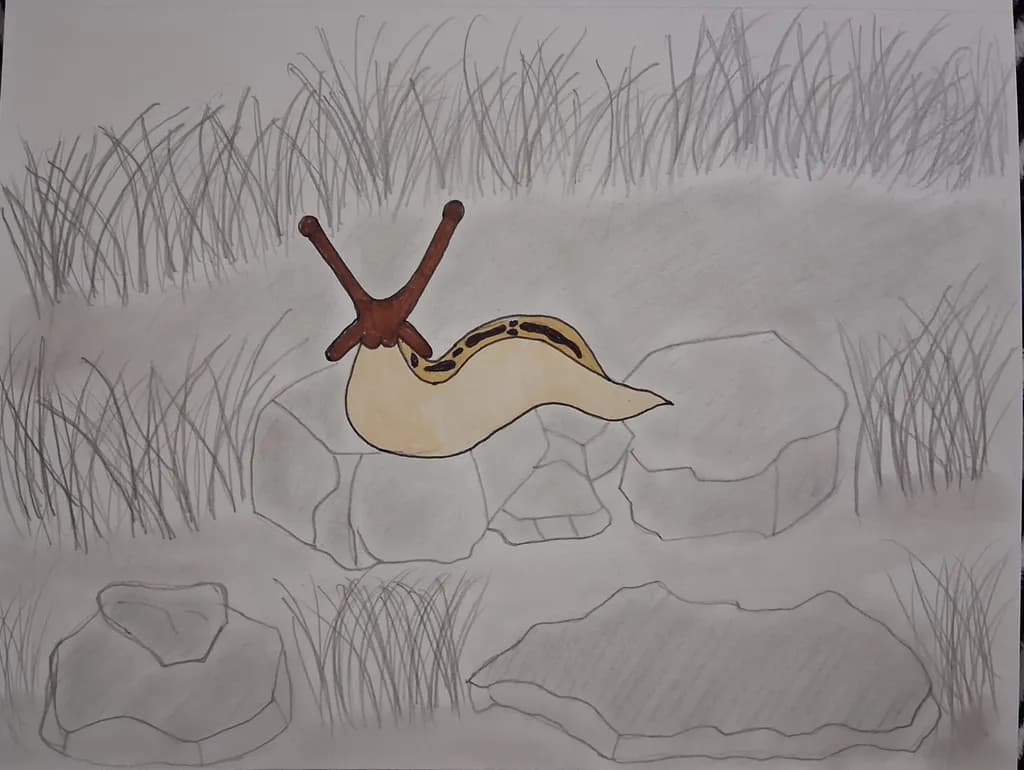 Snail on Stones