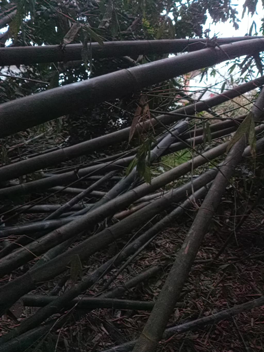 Fallen Bamboo Maze