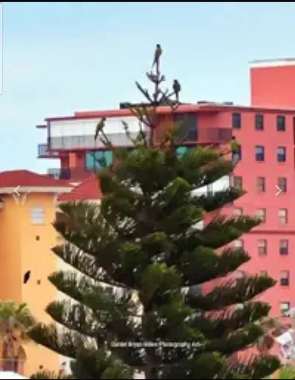 Tree Top Figures