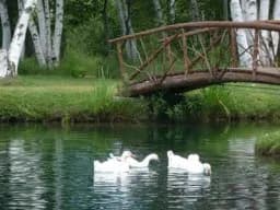 Birchbridge Pond