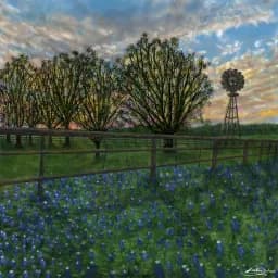 Bluebonnet Horizon