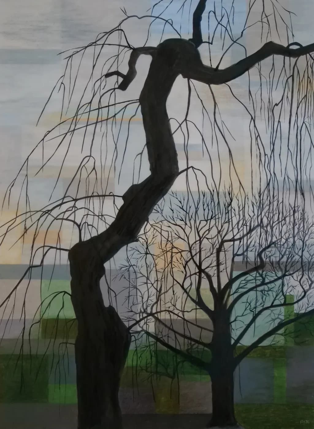 Weeping Ash