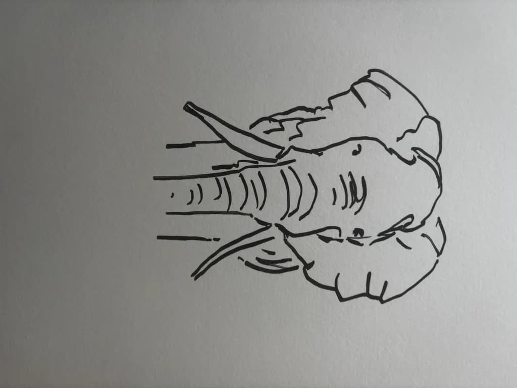 Elephant Outline