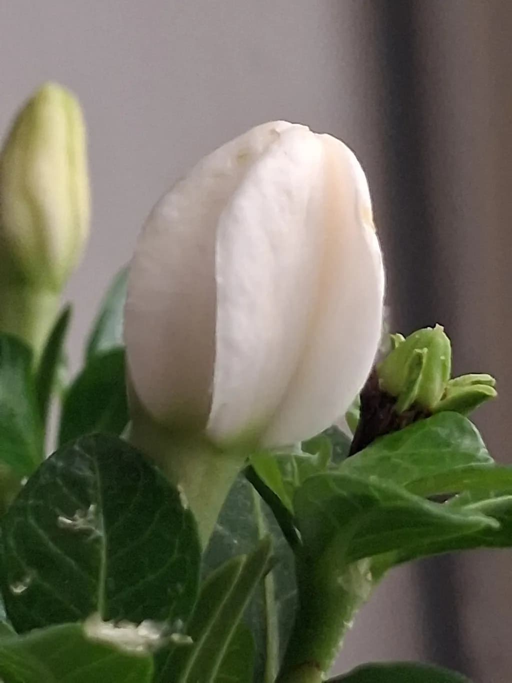 Gardenia Bud
