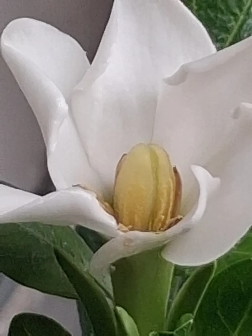 Gardenia – Bloom Detail