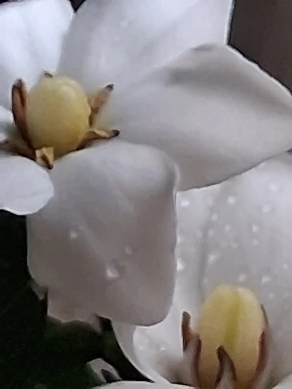 Gardeniai Bloom Close-up