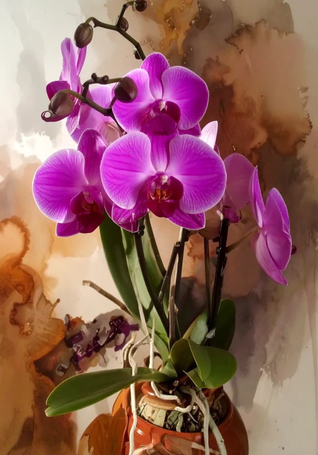 Purple Orchid Bloom