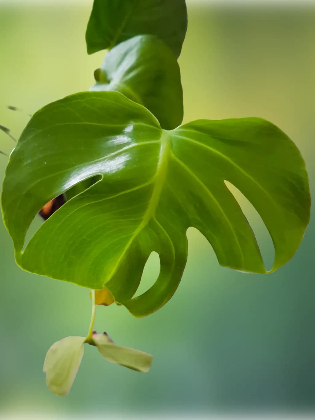 Verdant Form